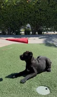 Luna, a female Cane Corso for sale in Fontana, CA – Photo 1 of 6