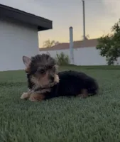 Max, a male Yorkshire Terrier for sale in Fontana, CA – Photo 8 of 9
