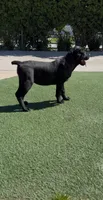 Luna, a female Cane Corso for sale in Fontana, CA – Photo 5 of 6