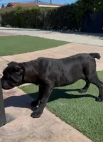 Luna, a female Cane Corso for sale in Fontana, CA – Photo 2 of 6