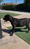 Luna, a female Cane Corso for sale in Fontana, CA – Photo 3 of 6