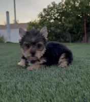 Max, a male Yorkshire Terrier for sale in Fontana, CA – Photo 9 of 9