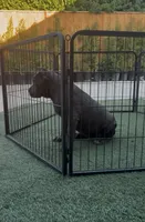 Bella, a female Cane Corso for sale in Fontana, CA – 2 of 3