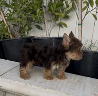Teddy (Chocolate coat), a male Yorkshire Terrier for sale in Fontana, CA – 6 of 7