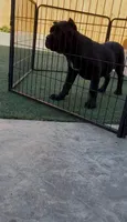 Mamba, a male Cane Corso for sale in Fontana, CA – 5 of 5