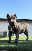 Duke, a male Cane Corso for sale in Fontana, CA – 2 of 4