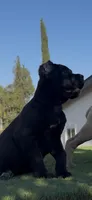 Luna, a female Cane Corso for sale in Fontana, CA – 5 of 5