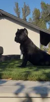 Luna, a female Cane Corso for sale in Fontana, CA – 1 of 5