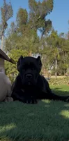Luna, a female Cane Corso for sale in Fontana, CA – 4 of 5