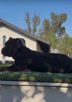 Luna, a female Cane Corso for sale in Fontana, CA – 2 of 5