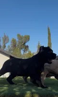 Luna, a female Cane Corso for sale in Fontana, CA – 3 of 5
