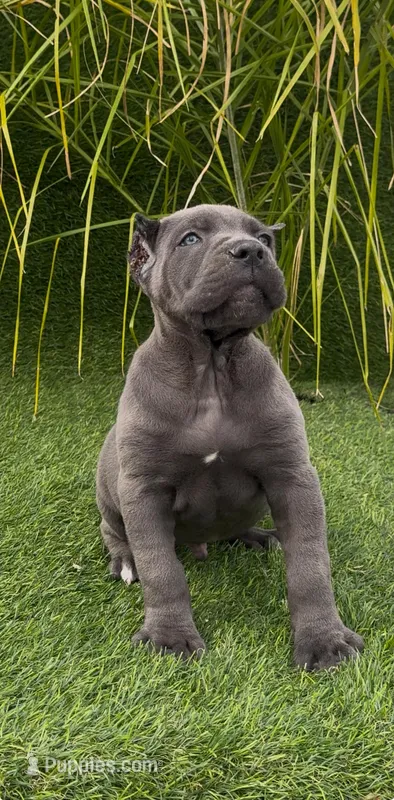Enzo – Cane Corso puppy for sale in Fontana, CA