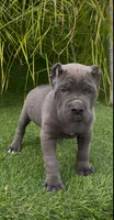 Enzo, a male Cane Corso for sale in Fontana, CA – Photo 2 of 4