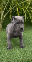 Enzo, a male Cane Corso for sale in Fontana, CA – Photo 4 of 4