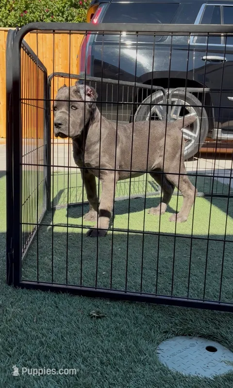 Bella – Cane Corso puppy for sale in Fontana, CA