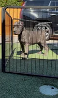 Bella, a female Cane Corso for sale in Fontana, CA – 1 of 6