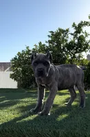 Diesel, a male Cane Corso for sale in Fontana, CA – 5 of 5