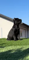 Onyx, a male Cane Corso for sale in Fontana, CA – 3 of 4