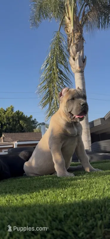 Stormi, a female Cane Corso for sale in Fontana, CA – 1 of 6