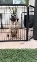 Stormi, a female Cane Corso for sale in Fontana, CA – 6 of 6