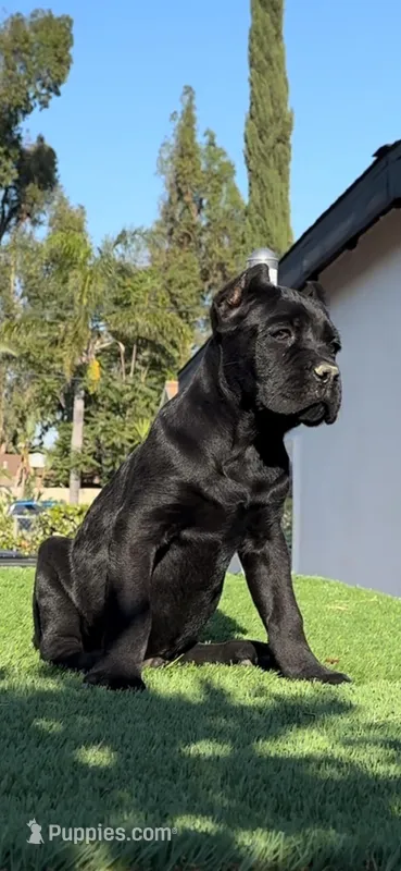 Onyx – Cane Corso puppy for sale in Fontana, CA