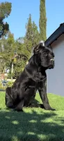 Onyx, a male Cane Corso for sale in Fontana, CA – 1 of 4