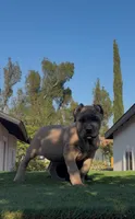 Stormi, a female Cane Corso for sale in Fontana, CA – 2 of 6
