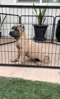 Stormi, a female Cane Corso for sale in Fontana, CA – 5 of 6