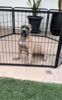 Stormi, a female Cane Corso for sale in Fontana, CA – 4 of 6