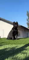Onyx, a male Cane Corso for sale in Fontana, CA – 4 of 4