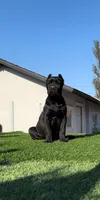 Onyx, a male Cane Corso for sale in Fontana, CA – 2 of 4