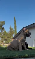 Stormi, a female Cane Corso for sale in Fontana, CA – 3 of 6