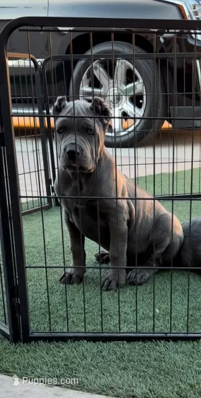 Kilo – Cane Corso puppy for sale in Fontana, CA