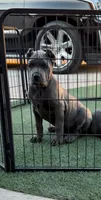 Kilo, a male Cane Corso for sale in Fontana, CA – 1 of 3