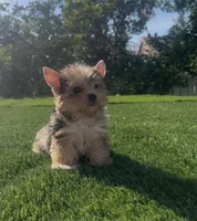 Roxy (Merle coat), a female Yorkshire Terrier for sale in Fontana, CA – Photo 9 of 10