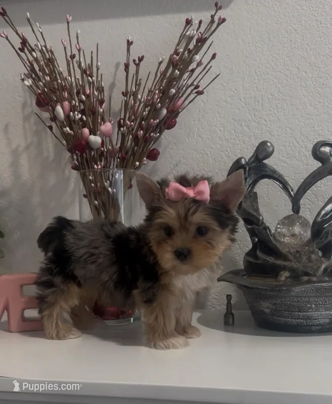 Roxy (Merle coat), a female Yorkshire Terrier for sale in Fontana, CA – Photo 1 of 10