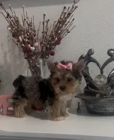 Roxy (Merle coat), a female Yorkshire Terrier for sale in Fontana, CA – Photo 1 of 10