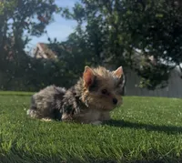 Roxy (Merle coat), a female Yorkshire Terrier for sale in Fontana, CA – Photo 5 of 10