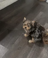 Roxy (Merle coat), a female Yorkshire Terrier for sale in Fontana, CA – Photo 10 of 10