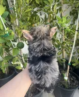 Roxy (Merle coat), a female Yorkshire Terrier for sale in Fontana, CA – Photo 6 of 10