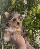 Roxy (Merle coat), a female Yorkshire Terrier for sale in Fontana, CA – Photo 8 of 10