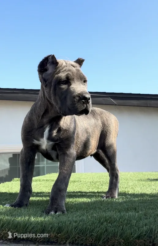 Duke – Cane Corso puppy for sale in Fontana, CA
