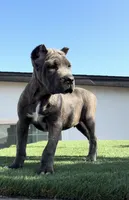 Duke, a male Cane Corso for sale in Fontana, CA – 1 of 4