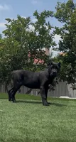 Xena, a female Cane Corso for sale in Fontana, CA – 3 of 4