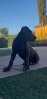Bruno , a male Cane Corso for sale in Fontana, CA – 4 of 4