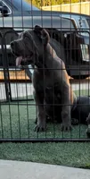 Kilo, a male Cane Corso for sale in Fontana, CA – 2 of 3