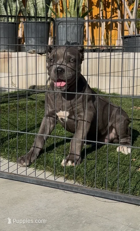 Duke – Cane Corso puppy for sale in Fontana, CA