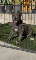 Duke, a male Cane Corso for sale in Fontana, CA – 1 of 3