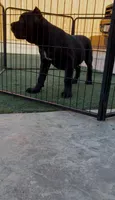 Mamba, a male Cane Corso for sale in Fontana, CA – 4 of 5
