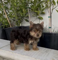Teddy (Chocolate coat), a male Yorkshire Terrier for sale in Fontana, CA – 7 of 7